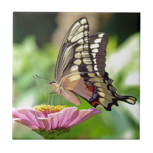 Giant Swallowtail Butterfly Tegeltje (Voorkant)