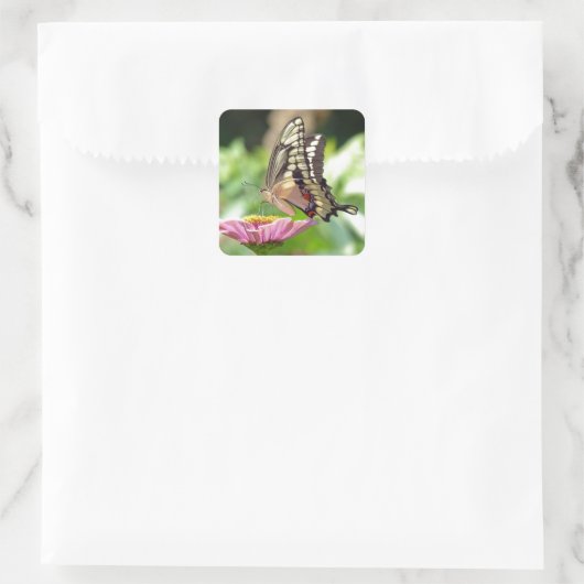 Giant Swallowtail Butterfly Vierkante Sticker (Tas)