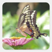 Giant Swallowtail Butterfly Vierkante Sticker (Voorkant)
