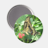 Giant Swallowtail Magnet (Voorkant / Achterkant)