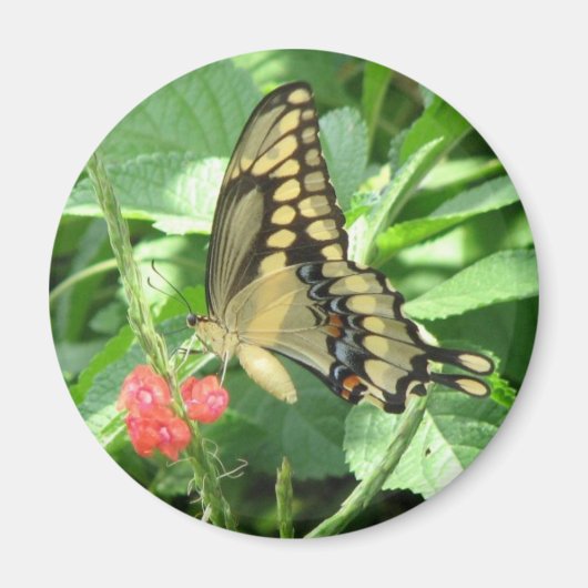 Giant Swallowtail Magnet (Voorkant)