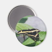 Giant Swallowtail vlinder - magneet (Voorkant / Achterkant)