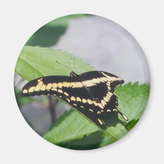 Giant Swallowtail vlinder - magneet (Voorkant)