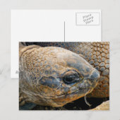 GIANT TORTOISE BRIEFKAART (Voorkant / Achterkant)