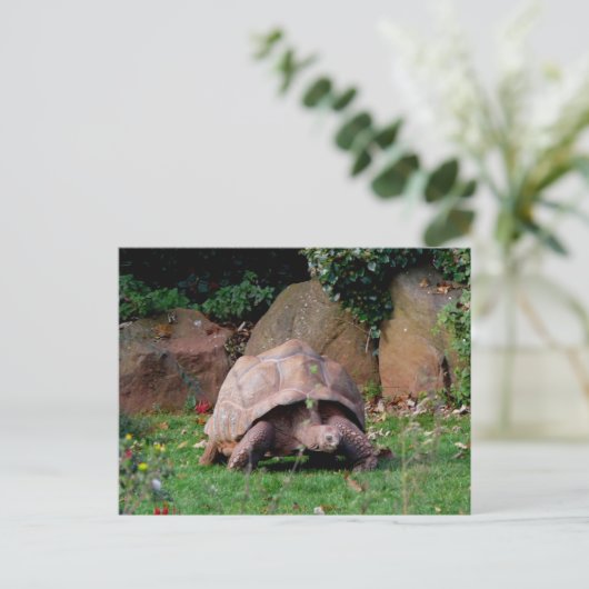 Giant Tortoise Briefkaart (Staand voorkant)