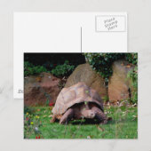 Giant Tortoise Briefkaart (Voorkant / Achterkant)