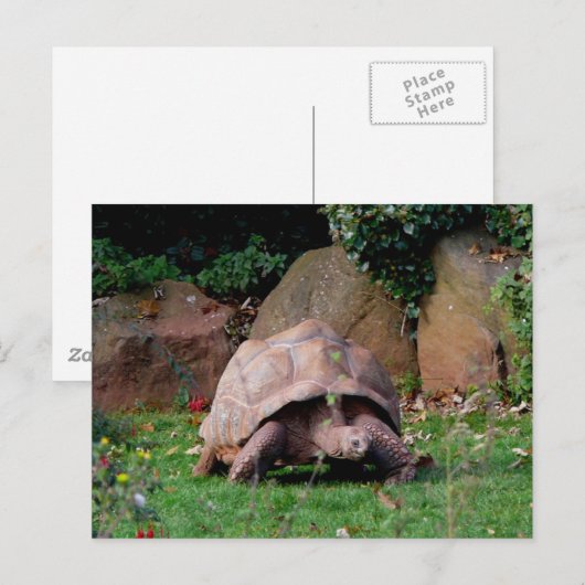 Giant Tortoise Briefkaart (Voorkant / Achterkant)