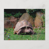 Giant Tortoise Briefkaart (Voorkant)