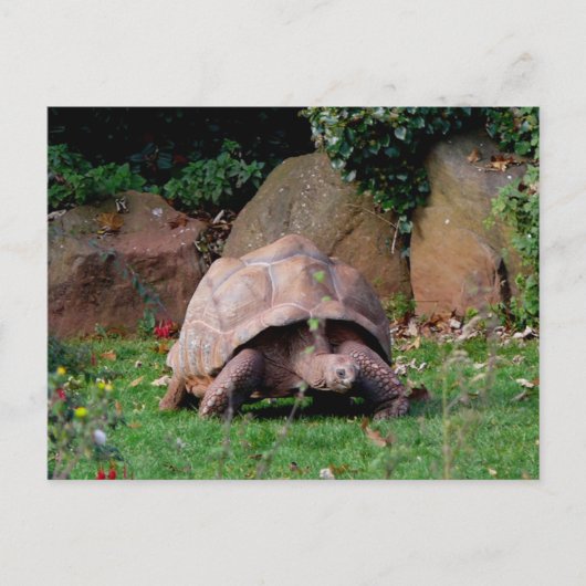 Giant Tortoise Briefkaart (Voorkant)
