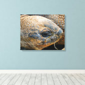 GIANT TORTOISE CANVAS AFDRUK (Insitu (Houten vloer))