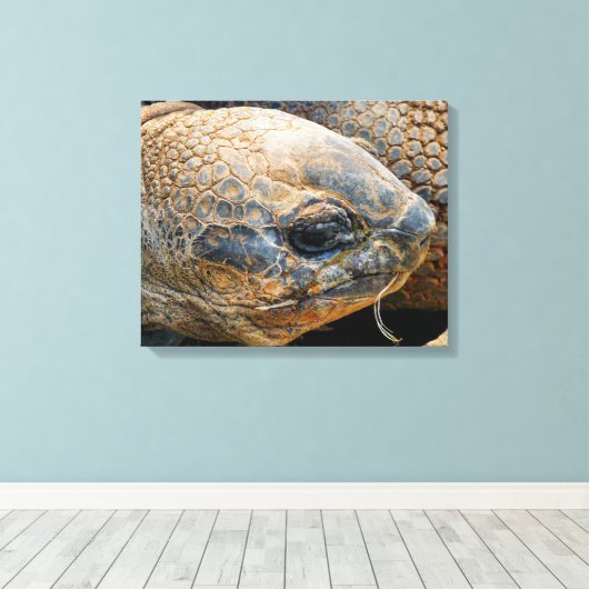 GIANT TORTOISE CANVAS AFDRUK (Insitu (Houten vloer))