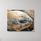 GIANT TORTOISE CANVAS AFDRUK (Voorkant)