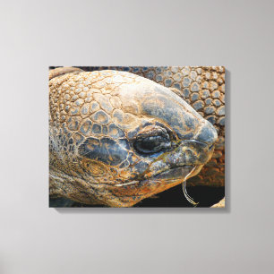 GIANT TORTOISE CANVAS AFDRUK