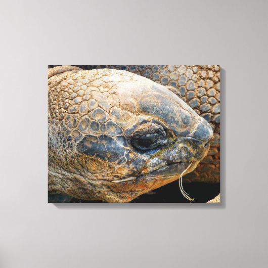 GIANT TORTOISE CANVAS AFDRUK (Voorkant)