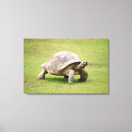 Giant Tortoise die op gras loopt Canvas Afdruk (Voorkant)