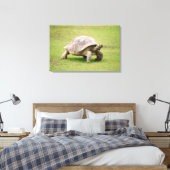 Giant Tortoise die op gras loopt Canvas Afdruk (Insitu (Slaapkamer))