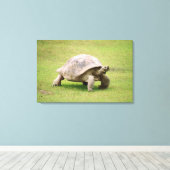 Giant Tortoise die op gras loopt Canvas Afdruk (Insitu (Houten vloer))