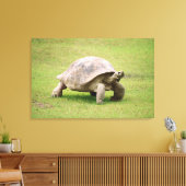 Giant Tortoise die op gras loopt Canvas Afdruk (Insitu (Woonkamer))