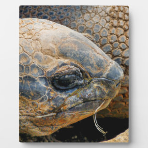 GIANT TORTOISE FOTOPLAAT