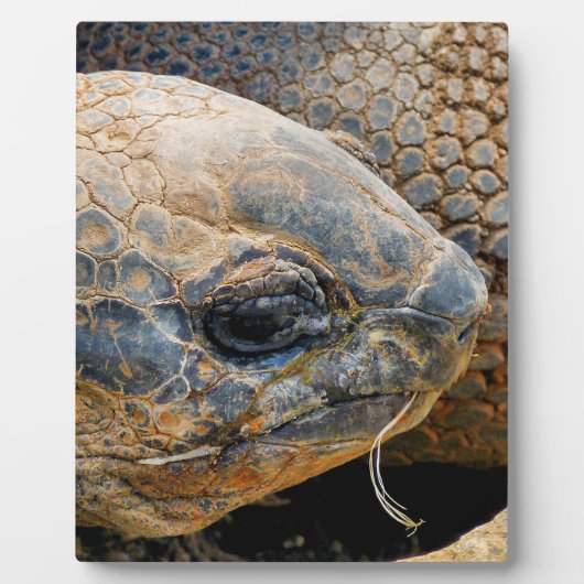 GIANT TORTOISE FOTOPLAAT (Voorkant)