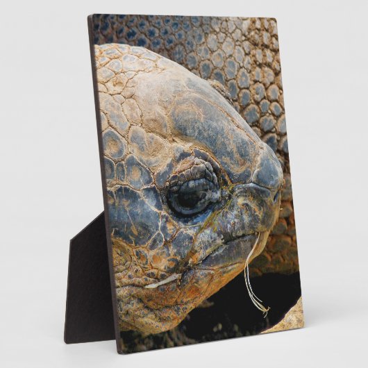GIANT TORTOISE FOTOPLAAT (Zijkant)