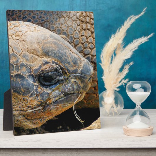 GIANT TORTOISE FOTOPLAAT (Zijkant)