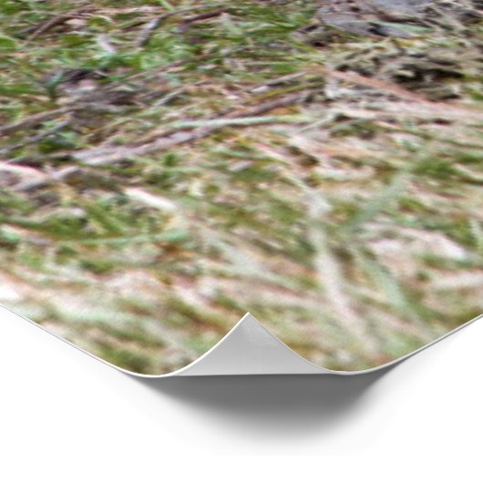 Giant Tortoise | Galapagos Poster (Hoek)