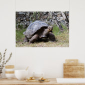 Giant Tortoise | Galapagos Poster (Keuken)