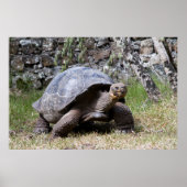 Giant Tortoise | Galapagos Poster (Voorkant)