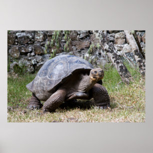 Giant Tortoise   Galapagos Poster
