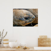 GIANT TORTOISE POSTER (Keuken)