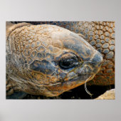 GIANT TORTOISE POSTER (Voorkant)