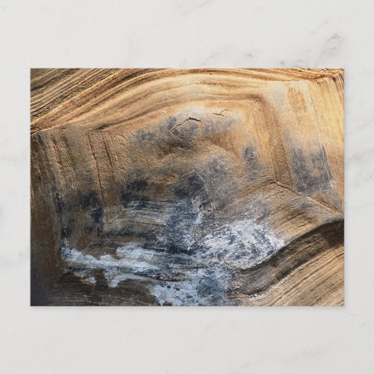 GIANT TORTOISE SHELL BRIEFKAART (Voorkant)