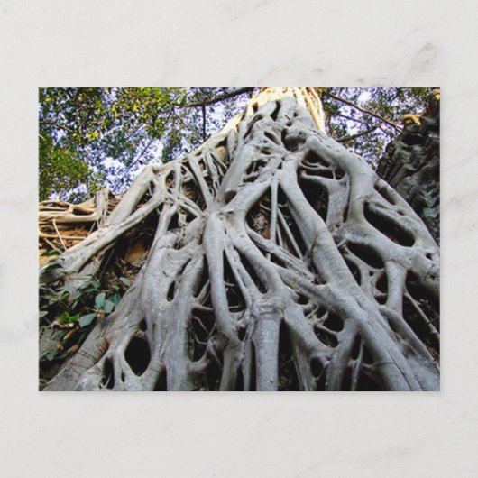Giant Tree Roots, Temples, Ancient Cambodja Briefkaart (Voorkant)