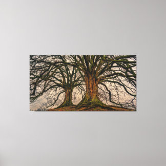 Giant Trees Canvas afdrukken
