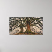 Giant Trees Canvas afdrukken (Voorkant)