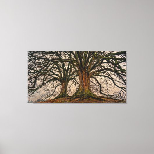 Giant Trees Canvas afdrukken (Voorkant)