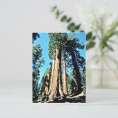 Giant Trees - Nationaal bos Sequoia Briefkaart (Staand voorkant)