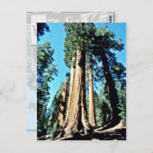 Giant Trees - Nationaal bos Sequoia Briefkaart (Voorkant / Achterkant)