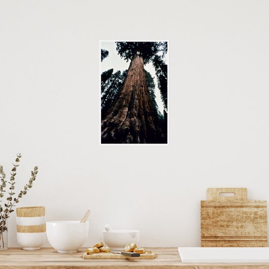 Giant Trees - Nationaal Park Sequoia Poster (Keuken)