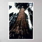 Giant Trees - Nationaal Park Sequoia Poster (Voorkant)