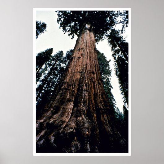 Giant Trees - Nationaal Park Sequoia Poster (Voorkant)