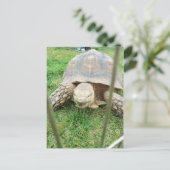 Giant Turtle, 1 Briefkaart (Staand voorkant)