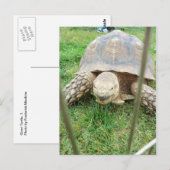 Giant Turtle, 1 Briefkaart (Voorkant / Achterkant)