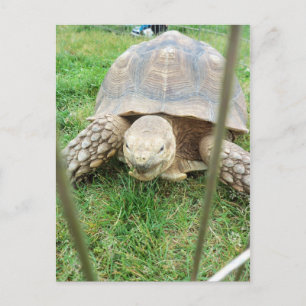 Giant Turtle, 1 Briefkaart