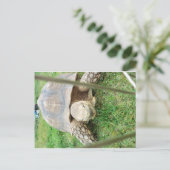 Giant Turtle, 1 Briefkaart (Staand voorkant)