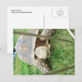 Giant Turtle, 1 Briefkaart (Voorkant / Achterkant)
