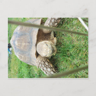 Giant Turtle, 1 Briefkaart