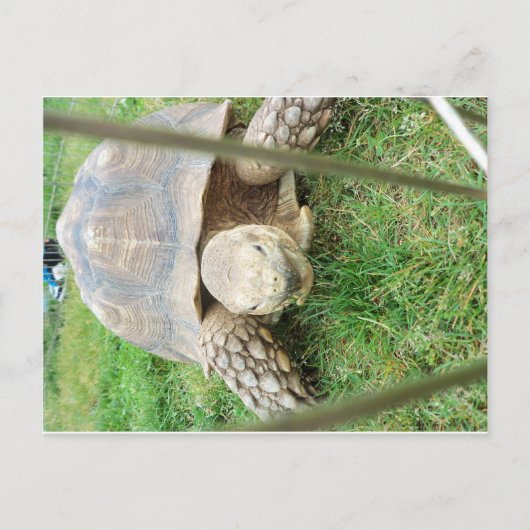 Giant Turtle, 1 Briefkaart (Voorkant)