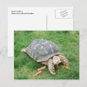 Giant Turtle 2 Briefkaart (Voorkant / Achterkant)